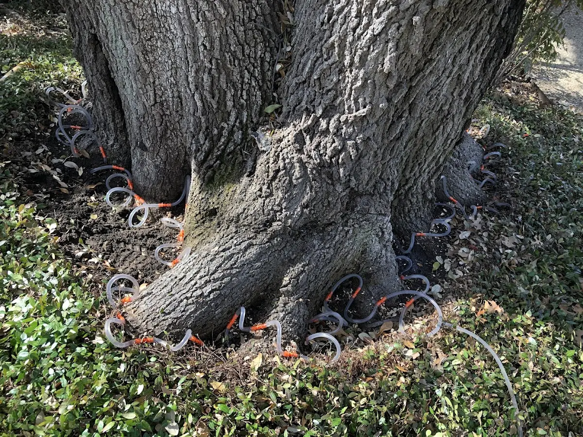 Detailed Tree Cabling and Bracing job site in Vanderbilt