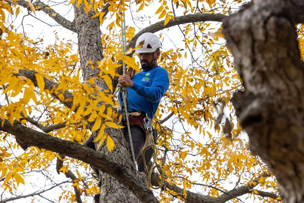 Skilled Tree Transplanting crew working in Vanderbilt